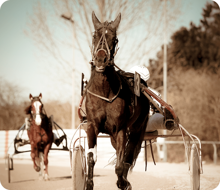 FOTO-CAVALO-home-min